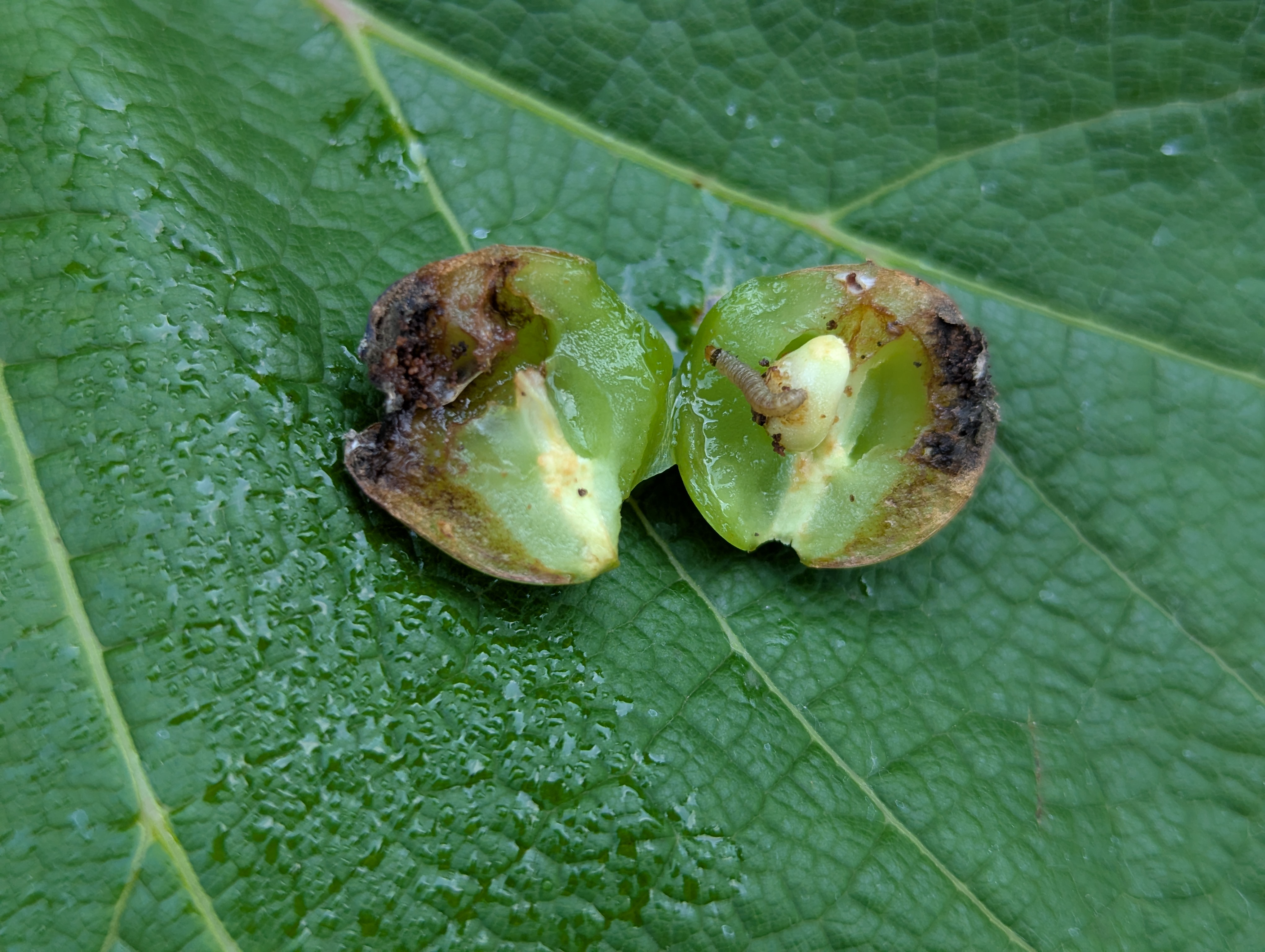 Photo 6_Grape Report 071625.jpg